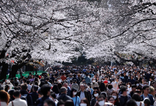 24h qua ảnh: Đông nghịt khách ngắm hoa anh đào ở Nhật Bản - Ảnh 2.