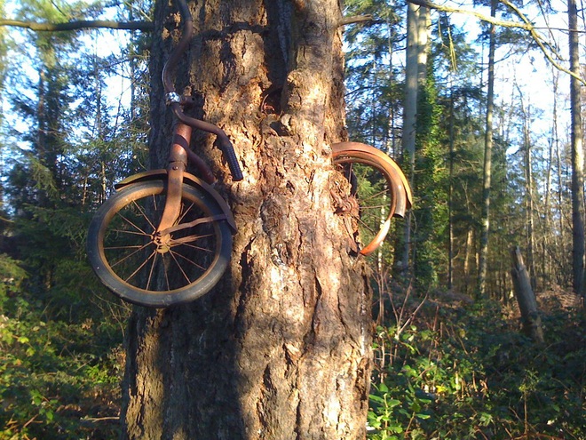 Giải mã bí ẩn: Vùng đất nổi tiếng nhờ cây “nuốt chửng” xe đạp và câu chuyện ít người biết - Ảnh 1.