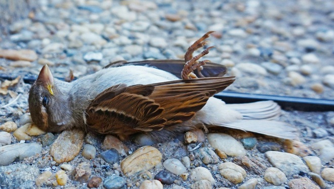 Thiên nhiên kỳ bí: Bí mật về vùng đất khiến hàng ngàn con chim đua nhau tự sát - Ảnh 4.