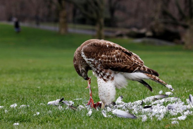 24h qua ảnh: Chim ưng đuôi lửa xẻ thịt bồ câu trong công viên Mỹ - Ảnh 2.