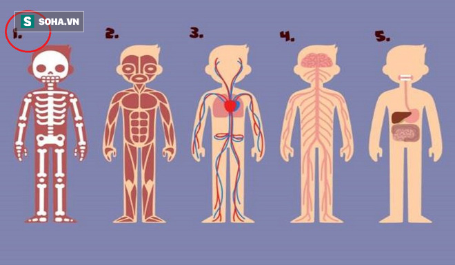 Bạn thấy bộ phận nào trên cơ thể cần thiết nhất cho sự sống? Đáp án rất bất ngờ - Ảnh 1.