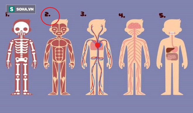 Bạn thấy bộ phận nào trên cơ thể cần thiết nhất cho sự sống? Đáp án rất bất ngờ - Ảnh 2.