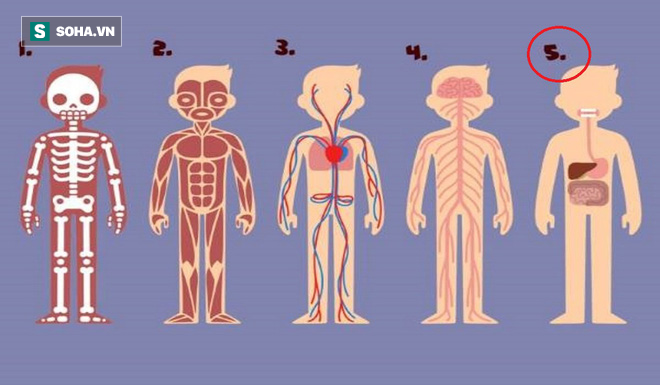 Bạn thấy bộ phận nào trên cơ thể cần thiết nhất cho sự sống? Đáp án rất bất ngờ - Ảnh 5.