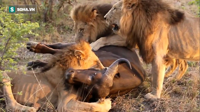 Đang ăn mồi ngon, 3 con sư tử vấp phải thái độ của bầy trâu rừng: Trâu có giành lại được xác đồng loại không? - Ảnh 1.