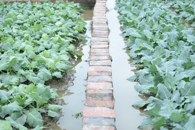 Máy bơm hoạt động hết công suất cứu hàng chục mẫu rau chìm trong biển nước sau cơn mưa lớn - Ảnh 11.