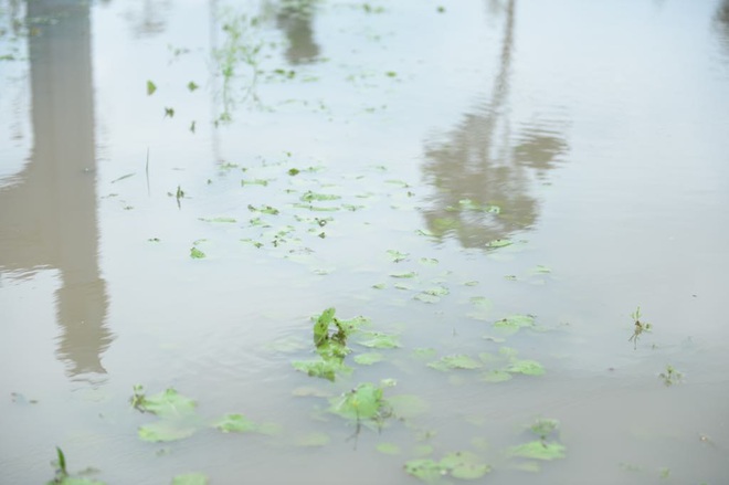 Máy bơm hoạt động hết công suất cứu hàng chục mẫu rau chìm trong biển nước sau cơn mưa lớn - Ảnh 9.