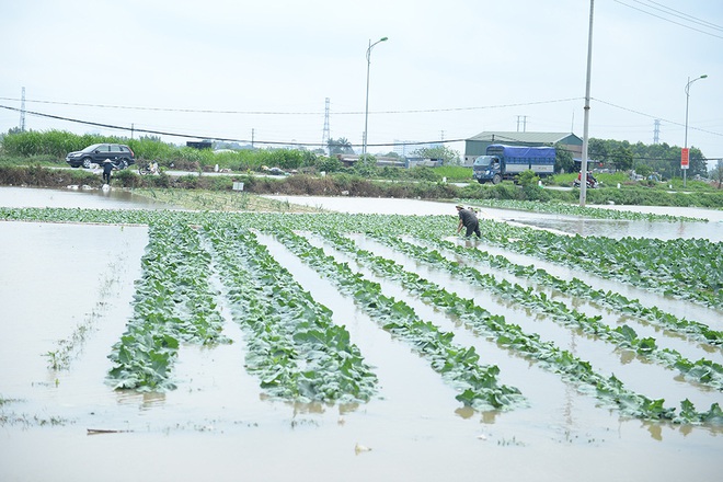Máy bơm hoạt động hết công suất cứu hàng chục mẫu rau chìm trong biển nước sau cơn mưa lớn - Ảnh 2.