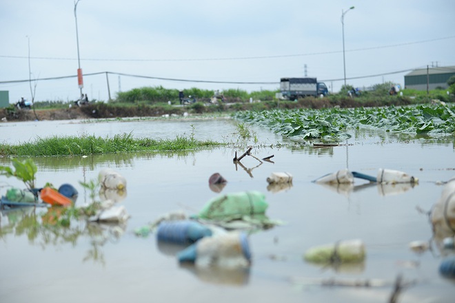 Máy bơm hoạt động hết công suất cứu hàng chục mẫu rau chìm trong biển nước sau cơn mưa lớn - Ảnh 4.