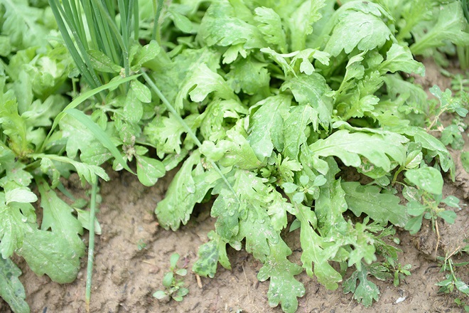 Máy bơm hoạt động hết công suất cứu hàng chục mẫu rau chìm trong biển nước sau cơn mưa lớn - Ảnh 8.