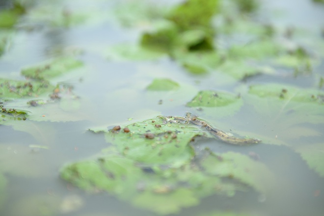 Máy bơm hoạt động hết công suất cứu hàng chục mẫu rau chìm trong biển nước sau cơn mưa lớn - Ảnh 3.