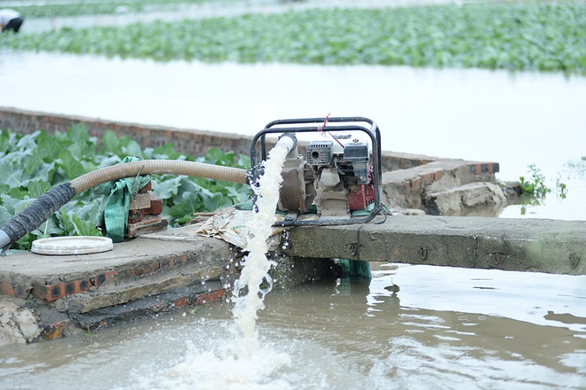 Máy bơm hoạt động hết công suất cứu hàng chục mẫu rau chìm trong biển nước sau cơn mưa lớn - Ảnh 7.