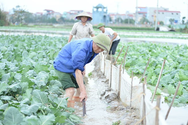 Máy bơm hoạt động hết công suất cứu hàng chục mẫu rau chìm trong biển nước sau cơn mưa lớn - Ảnh 5.