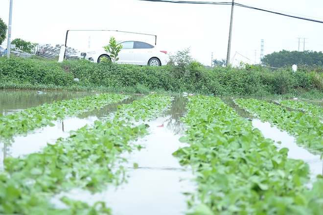 Máy bơm hoạt động hết công suất cứu hàng chục mẫu rau chìm trong biển nước sau cơn mưa lớn - Ảnh 1.