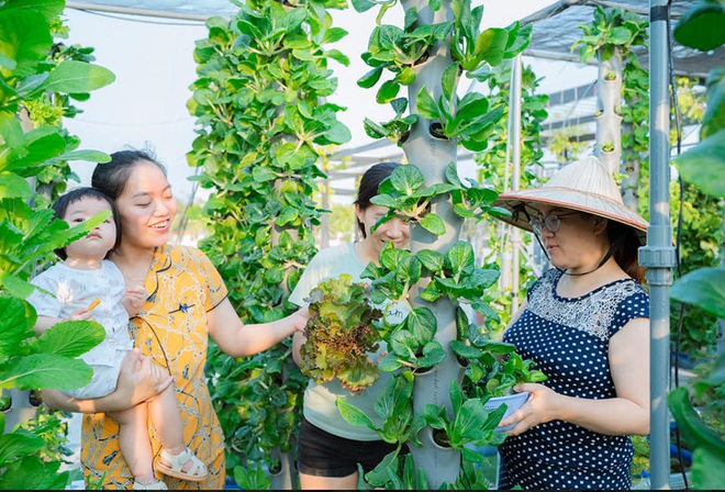 Ở nhà tránh dịch mới vài ngày, hội chị em đã bắt đầu đua nhau khoe vườn rau tại nhà sau khi được cải tạo, có nơi quả nặng trĩu cành hái ăn không kịp! - Ảnh 25.