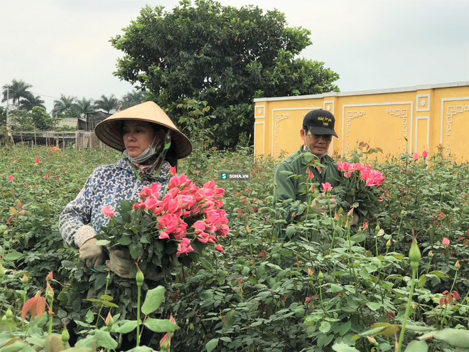 Làng hoa lớn nhất Hà Nội ủ rũ vì Covid-19: “Chắc phải bán đất để bù lỗ - Ảnh 5.