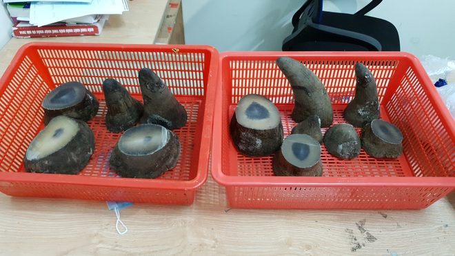Phát hiện nam hành khách mang theo 6,2 kg sừng tê giác từ nước ngoài về Việt Nam - Ảnh 1.