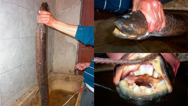Kỳ lạ loài cá có răng người được tìm thấy ở sông Argentina  ​ - Ảnh 2.