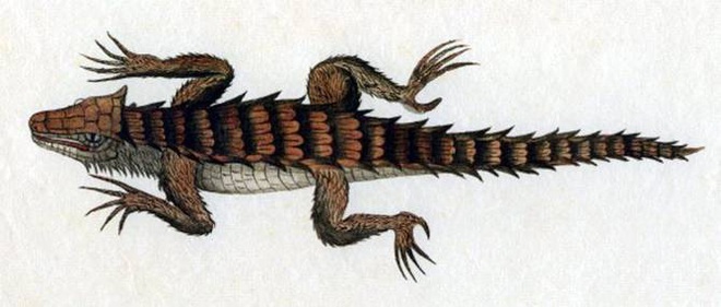 Thằn lằn có mai vảy - loài động vật kỳ lạ như những con rồng thu nhỏ - Ảnh 3.