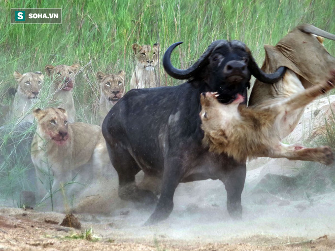 Sau 15 phút vật lộn, bầy sư tử kiệt sức và bị con mồi đuổi chạy bạt mạng - Ảnh 1.
