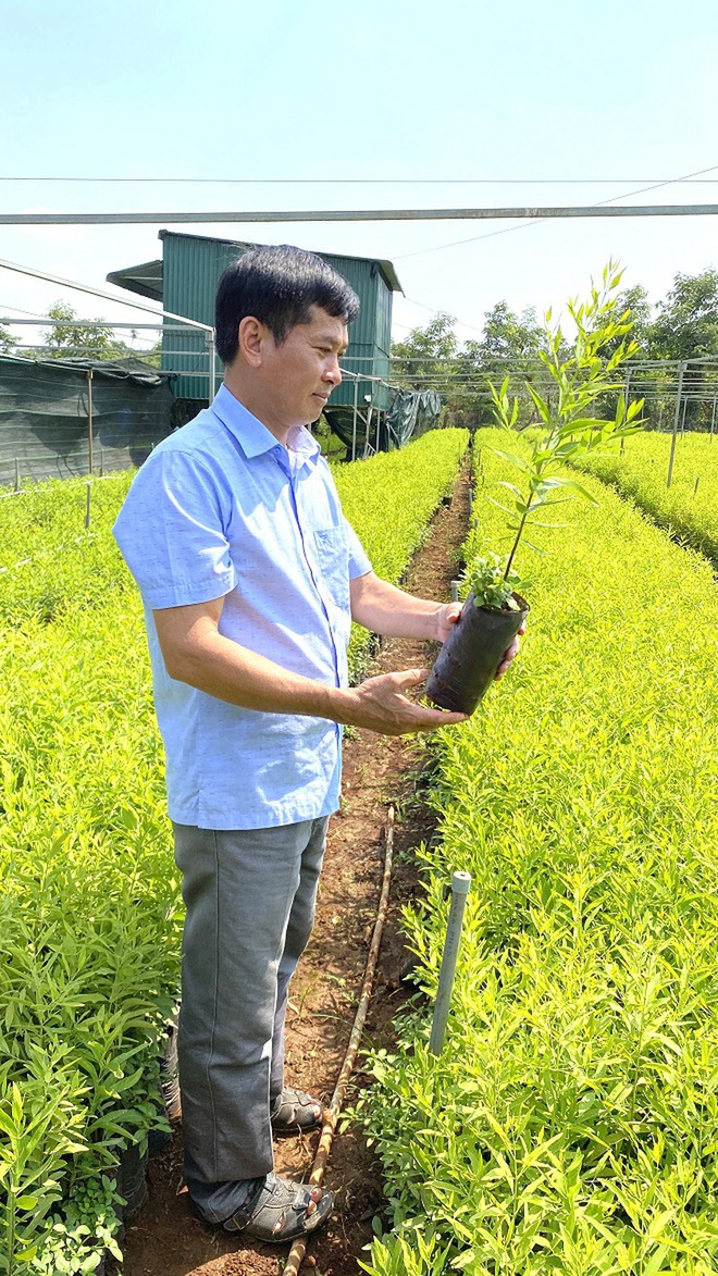 Chuyên gia Viện KHKT Nông - Lâm nghiệp Tây Nguyên: Đàn hương là vấn đề nóng hổi cần Nhà nước quan tâm - Ảnh 3.