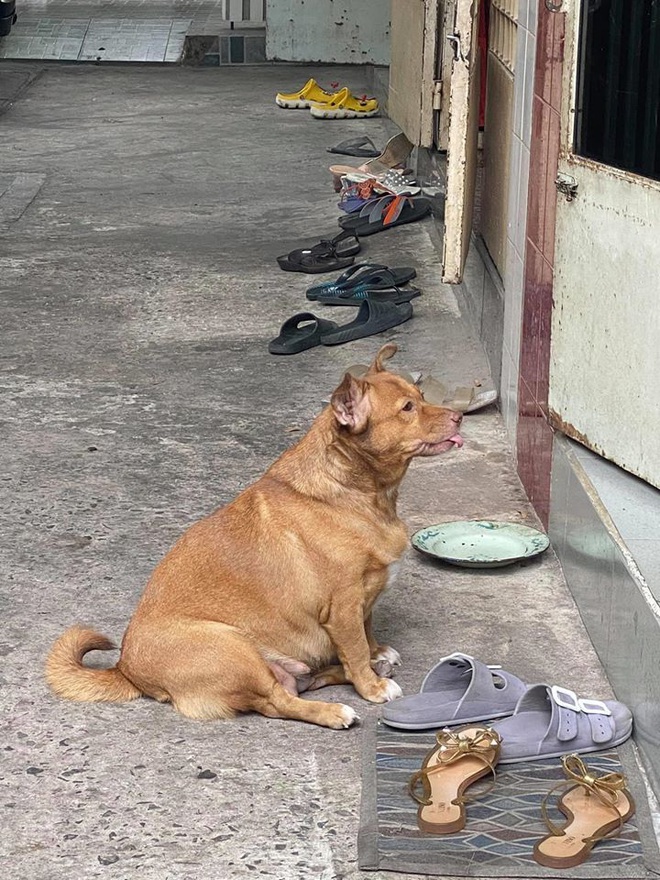 Đại boss tận dụng từng khách hàng của sen để kiếm ăn, ngày nào cũng đi thu họ đều đặn - Ảnh 2.