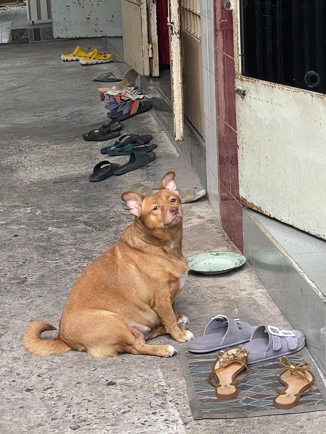 Đại boss tận dụng từng khách hàng của sen để kiếm ăn, ngày nào cũng đi thu họ đều đặn - Ảnh 5.