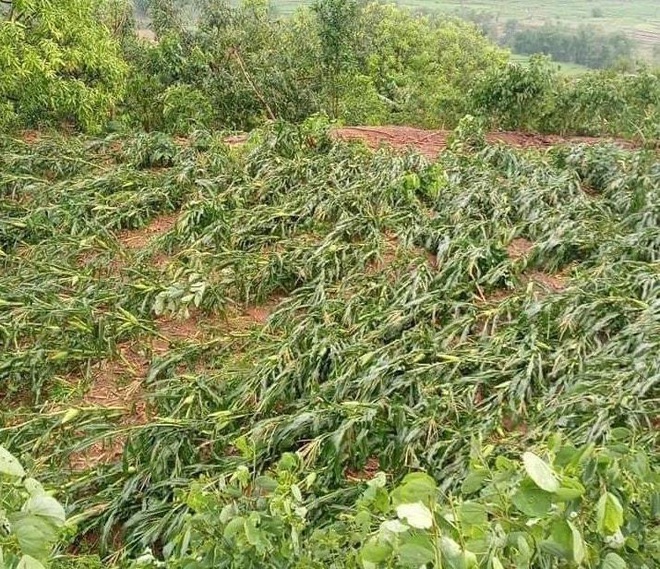 Mưa lốc trong đêm cuốn bay hàng loạt mái nhà ở Sơn La - Ảnh 5.