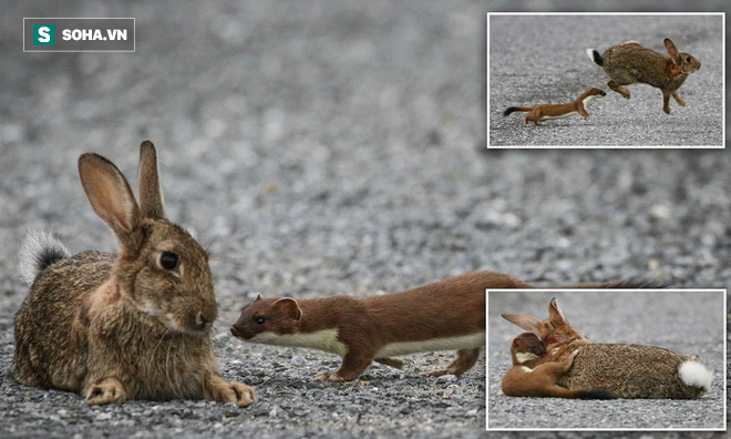 Tưởng tìm được người bạn dễ thương, ngờ đâu thỏ bị sát thủ bé nhỏ hạ sát - Ảnh 1.