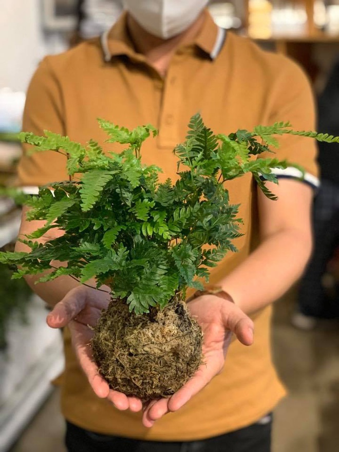 Ở nhà làm gì: Chị em mạnh tay thử sức với kiểu chơi cây bonsai dân dã của người Nhật, đảm bảo đơn giản nhưng giúp nhà đẹp bật tông - Ảnh 4.