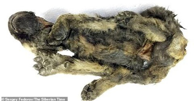 Đẹp độc lạ: Chó sói 18.000 năm được tìm thấy ở Siberia - Ảnh 4.