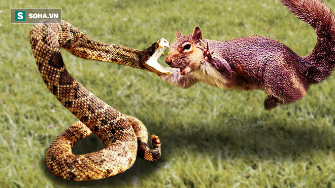 Phút trước ăn thịt rắn viper độc, phút sau sóc đã bị đồng loại nạn nhân trả thù - Ảnh 1.