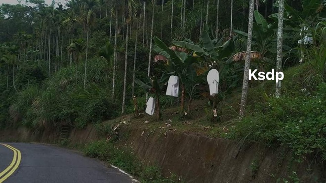 Nhìn những bóng trắng trong vườn chuối ai cũng hãi hùng, lý do đằng sau mới thật ngao ngán - Ảnh 1.