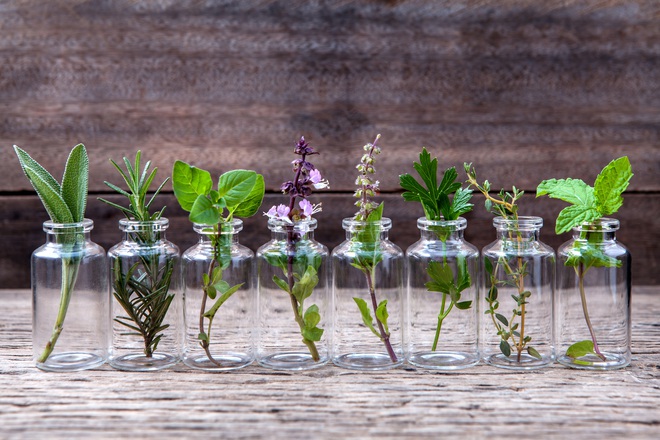 8 loại hương hoa có thể giúp diệt và xua đuổi muỗi trong nhà thích hợp cho chị em dùng vào những ngày hè - Ảnh 3.