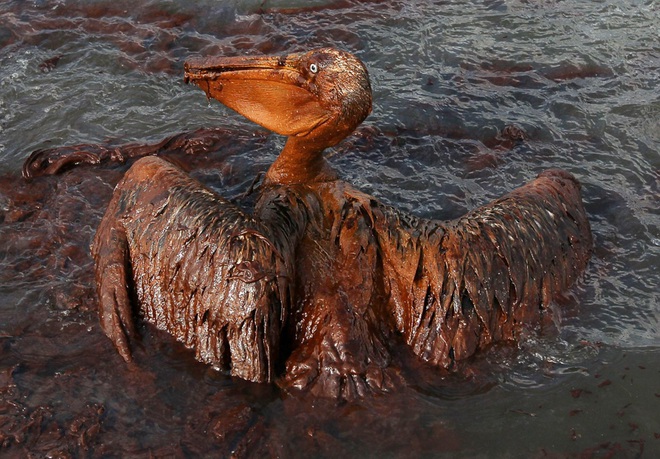 Thảm kịch tràn dầu tàn khốc nhất lịch sử Mỹ: Hàng chục tỷ USD cũng không khâu nổi vết thương của biển - Ảnh 5.