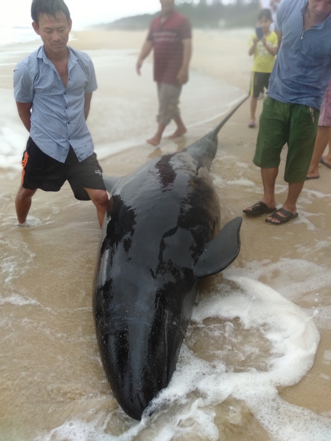 Giải cứu cá heo 40 kg mắc cạn, đưa ra biển an toàn - Ảnh 2.