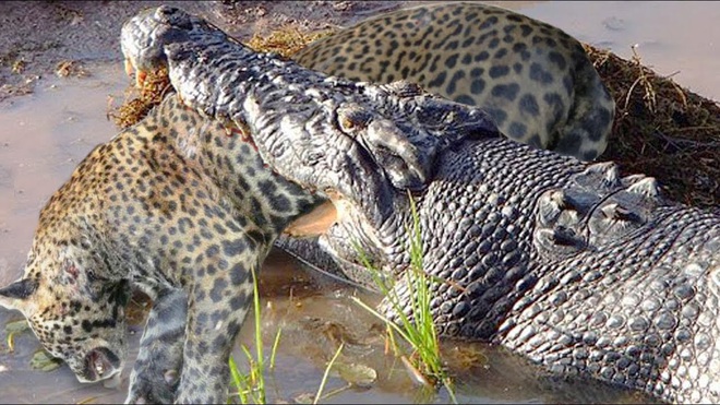 Báo hoa mai chết thảm trong hàm cá sấu: Bị kéo lê với xương vỡ vụn - Ảnh 1.