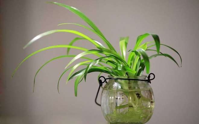 5 lợi ích sức khỏe "vô giá" khi trồng cây trong nhà: Muốn khỏe mạnh hãy sớm dựa vào cây! 5 lợi ích sức khỏe "vô giá" khi trồng cây trong nhà: Muốn khỏe mạnh hãy sớm dựa vào cây!