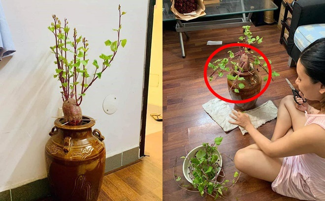 Hồi hộp xem hành trình lớn của dây khoai lang, cái kết cuối bất ngờ gây hụt hẫng Hồi hộp xem hành trình lớn của dây khoai lang, cái kết cuối bất ngờ gây hụt hẫng