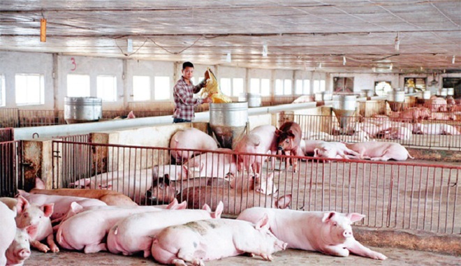 Giá thịt lợn hơi tại Hà Nội sẽ giảm còn từ 65.000 đến 60.000 đồng/kg - Ảnh 1.