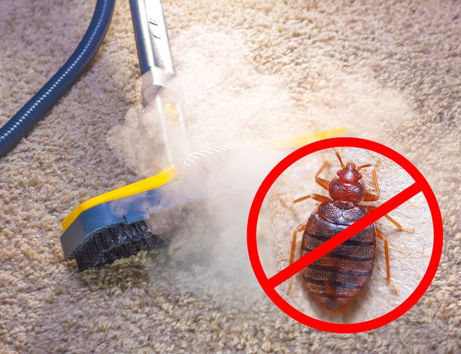 9 cách loại bỏ  lũ côn trùng khó chịu bằng cách tận dụng các sản phẩm tự nhiên có trong nhà - Ảnh 2.