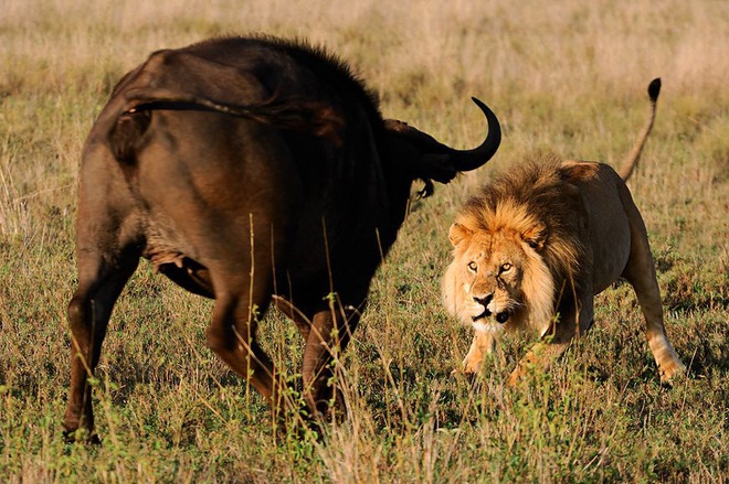 Bị 2 sư tử đực tấn công, trâu có hành động bất ngờ khiến kẻ thù bỏ chạy - Ảnh 1.