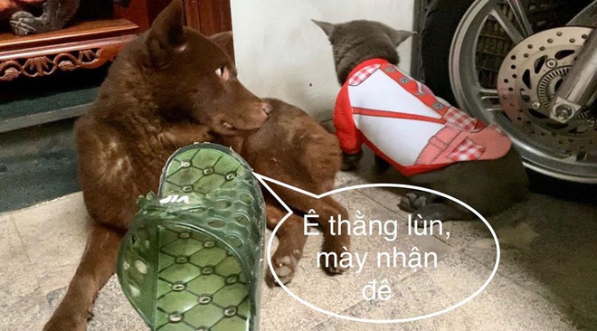 Thanh niên Dúi ở nhà nghịch dại, cắn nát đôi dép quốc dân nhưng khi bị hỏi đến thì nhanh chóng phủi bay trách nhiệm - Ảnh 6.