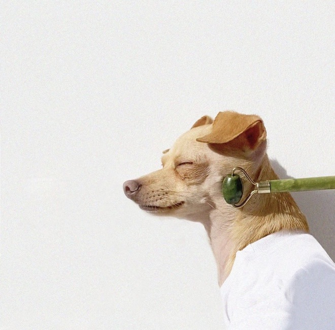 Gặp gỡ chú chó Chihuahua sành điệu nhất thế giới:  Diện đồ hiệu như fashionista thực thụ và có gần 100.000 người hâm mộ trên mạng xã hội - Ảnh 13.