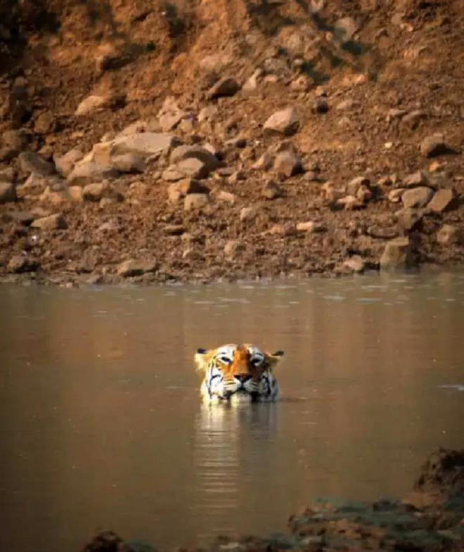 Hổ đực cõng bạn tình đằm nước để tránh nóng - Ảnh 2.