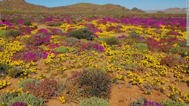 Kham phá Succulent Karoo, sa mạc đẹp nhất thế giới - Ảnh 1.
