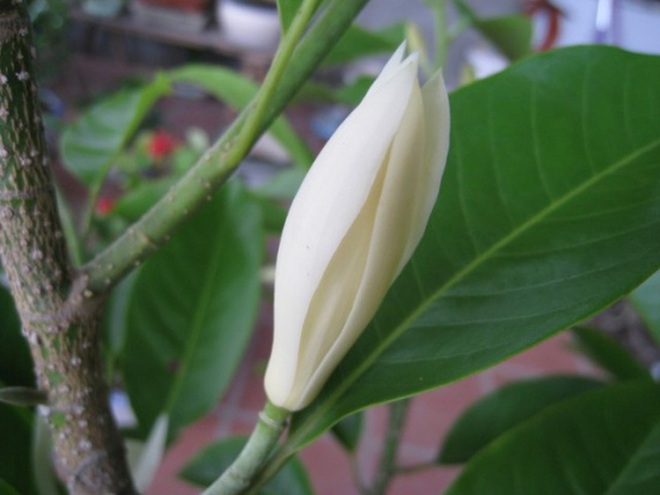 Trồng một cây hoa ngọc lan: Thơm - ngon - đẹp - Thật xứng danh là một kho báu trong vườn - Ảnh 3.