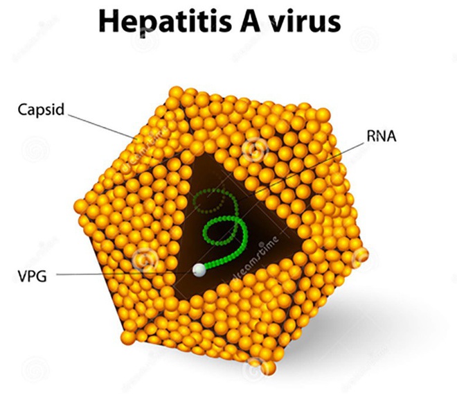 Cẩn trọng với viêm gan A, nguyên nhân và cách phòng ngừa - Ảnh 2.
