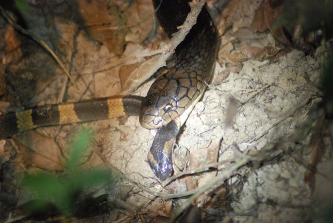 Hổ mang chúa tử chiến với Mamba đen cực độc: Kẻ sở hữu nụ hôn thần chết có thắng không? - Ảnh 2.