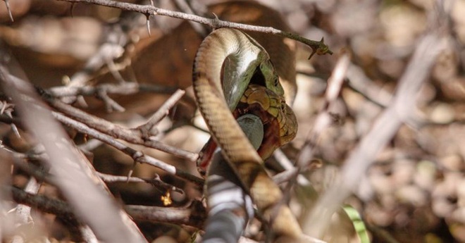 Hổ mang chúa tử chiến với Mamba đen cực độc: Kẻ sở hữu nụ hôn thần chết có thắng không? - Ảnh 5.