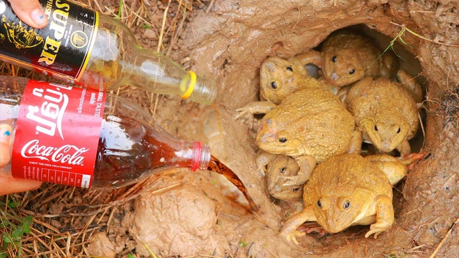 Đem chai Coca Cola và rượu ra đồng, cô gái thu hoạch cả xô đầy ếch - Ảnh 4.